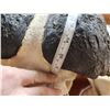 Image 7 : Trophy Class African Cape Buffalo Skull Taxidermy