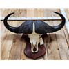 Image 8 : Trophy Class African Cape Buffalo Skull Taxidermy