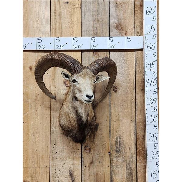 Mouflon Cross Ram Sheep Shoulder Mount Taxidermy