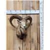 Image 1 : Mouflon Cross Ram Sheep Shoulder Mount Taxidermy