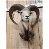 Image 2 : Mouflon Cross Ram Sheep Shoulder Mount Taxidermy