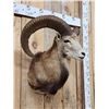 Image 3 : Mouflon Cross Ram Sheep Shoulder Mount Taxidermy
