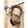 Image 4 : Mouflon Cross Ram Sheep Shoulder Mount Taxidermy