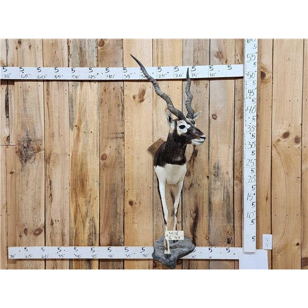 Indian Black Buck Half Body Taxidermy Mount