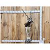Image 1 : Indian Black Buck Half Body Taxidermy Mount