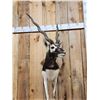 Image 2 : Indian Black Buck Half Body Taxidermy Mount
