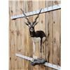 Image 3 : Indian Black Buck Half Body Taxidermy Mount