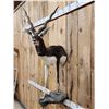 Image 4 : Indian Black Buck Half Body Taxidermy Mount
