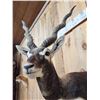 Image 5 : Indian Black Buck Half Body Taxidermy Mount
