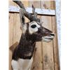 Image 6 : Indian Black Buck Half Body Taxidermy Mount
