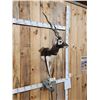 Image 7 : Indian Black Buck Half Body Taxidermy Mount
