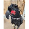 Image 10 : Super Rare Palm Cockatoo Full Body Bird Taxidermy