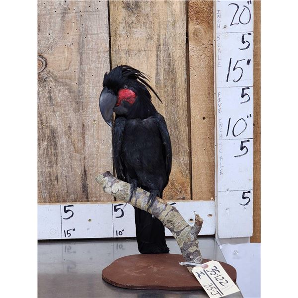 Super Rare Palm Cockatoo Full Body Bird Taxidermy