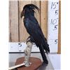 Image 2 : Super Rare Palm Cockatoo Full Body Bird Taxidermy