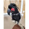 Image 3 : Super Rare Palm Cockatoo Full Body Bird Taxidermy