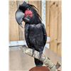 Image 4 : Super Rare Palm Cockatoo Full Body Bird Taxidermy