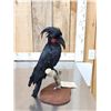 Image 5 : Super Rare Palm Cockatoo Full Body Bird Taxidermy