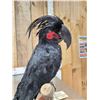 Image 6 : Super Rare Palm Cockatoo Full Body Bird Taxidermy