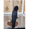 Image 7 : Super Rare Palm Cockatoo Full Body Bird Taxidermy