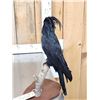 Image 8 : Super Rare Palm Cockatoo Full Body Bird Taxidermy