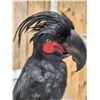 Image 9 : Super Rare Palm Cockatoo Full Body Bird Taxidermy