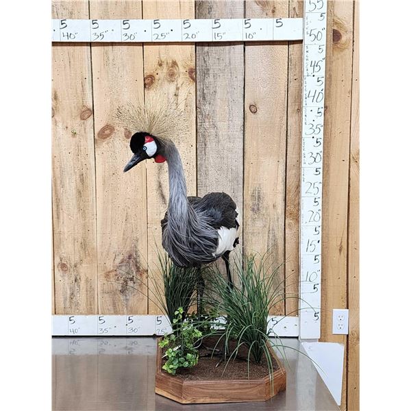 Gorgeous African Crowned Crane Full Body Bird Taxidermy