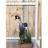 Image 1 : Gorgeous African Crowned Crane Full Body Bird Taxidermy