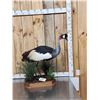 Image 2 : Gorgeous African Crowned Crane Full Body Bird Taxidermy