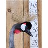 Image 3 : Gorgeous African Crowned Crane Full Body Bird Taxidermy