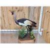 Image 5 : Gorgeous African Crowned Crane Full Body Bird Taxidermy
