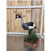 Image 6 : Gorgeous African Crowned Crane Full Body Bird Taxidermy
