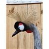 Image 7 : Gorgeous African Crowned Crane Full Body Bird Taxidermy