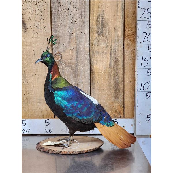 Himalayan Monal Pheasant Full Body Bird Taxidermy