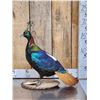 Image 1 : Himalayan Monal Pheasant Full Body Bird Taxidermy