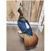 Image 3 : Himalayan Monal Pheasant Full Body Bird Taxidermy