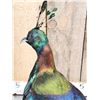 Image 4 : Himalayan Monal Pheasant Full Body Bird Taxidermy