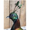 Image 5 : Himalayan Monal Pheasant Full Body Bird Taxidermy