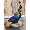 Image 7 : Himalayan Monal Pheasant Full Body Bird Taxidermy