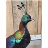 Image 8 : Himalayan Monal Pheasant Full Body Bird Taxidermy