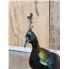 Image 9 : Himalayan Monal Pheasant Full Body Bird Taxidermy