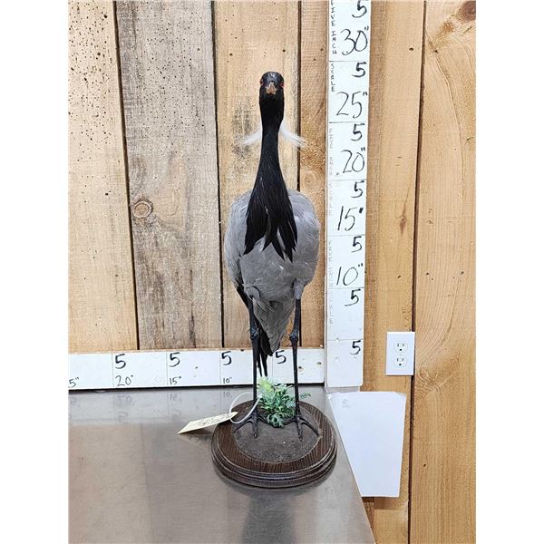 Rare Demoiselle Crane Full Body Bird Taxidermy