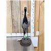 Image 1 : Rare Demoiselle Crane Full Body Bird Taxidermy