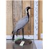Image 2 : Rare Demoiselle Crane Full Body Bird Taxidermy
