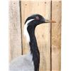 Image 3 : Rare Demoiselle Crane Full Body Bird Taxidermy