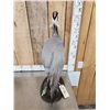 Image 4 : Rare Demoiselle Crane Full Body Bird Taxidermy