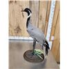 Image 5 : Rare Demoiselle Crane Full Body Bird Taxidermy