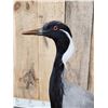 Image 6 : Rare Demoiselle Crane Full Body Bird Taxidermy