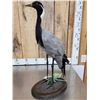 Image 7 : Rare Demoiselle Crane Full Body Bird Taxidermy
