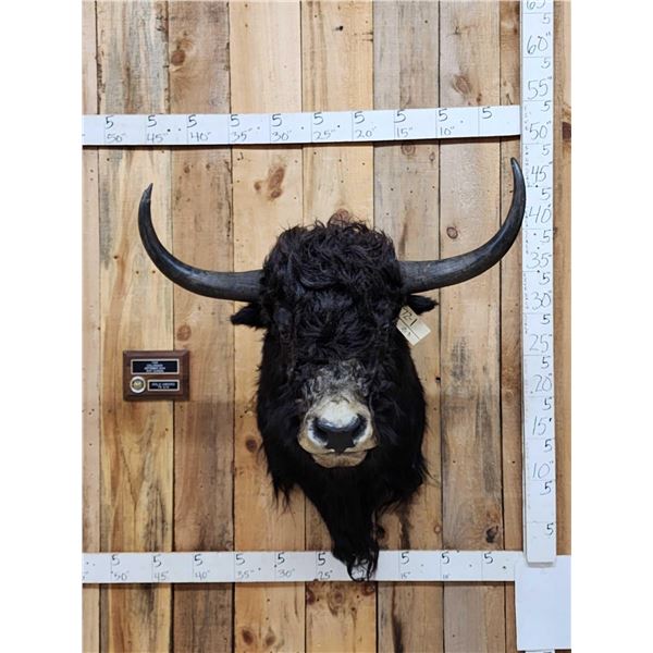 SCI Gold Award Yak Shoulder Mount Taxidermy