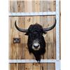 Image 1 : SCI Gold Award Yak Shoulder Mount Taxidermy